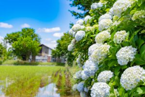 hortensia